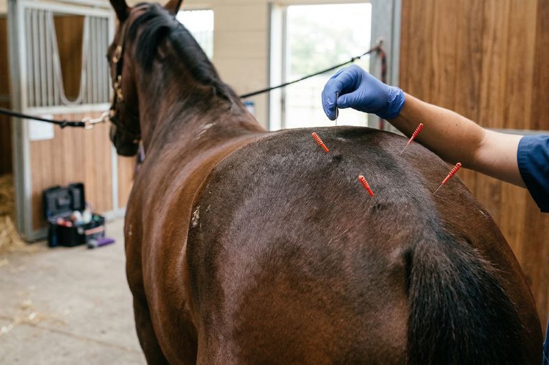 acupuntura veterinaria es una especialidad que ayuda a comprobar la efectividad de la acupuntura aislando el efecto placebo